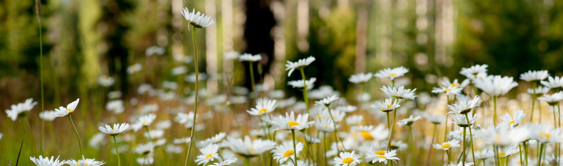 white flowers with forest in background