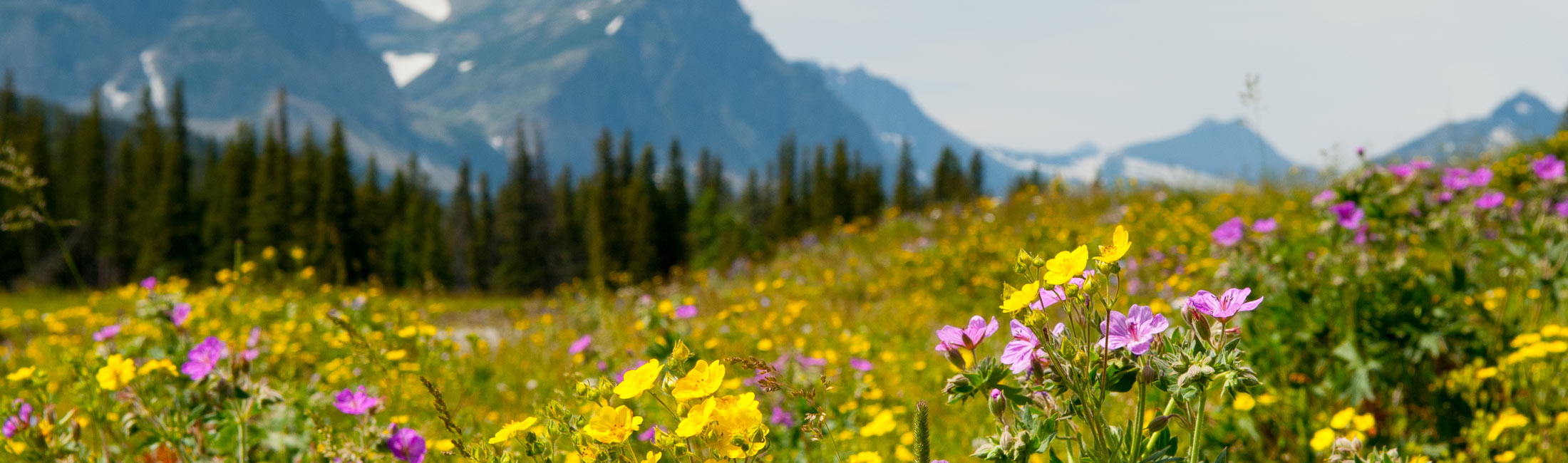 yellow and purple wildflowers in a meadow with mountains in background 