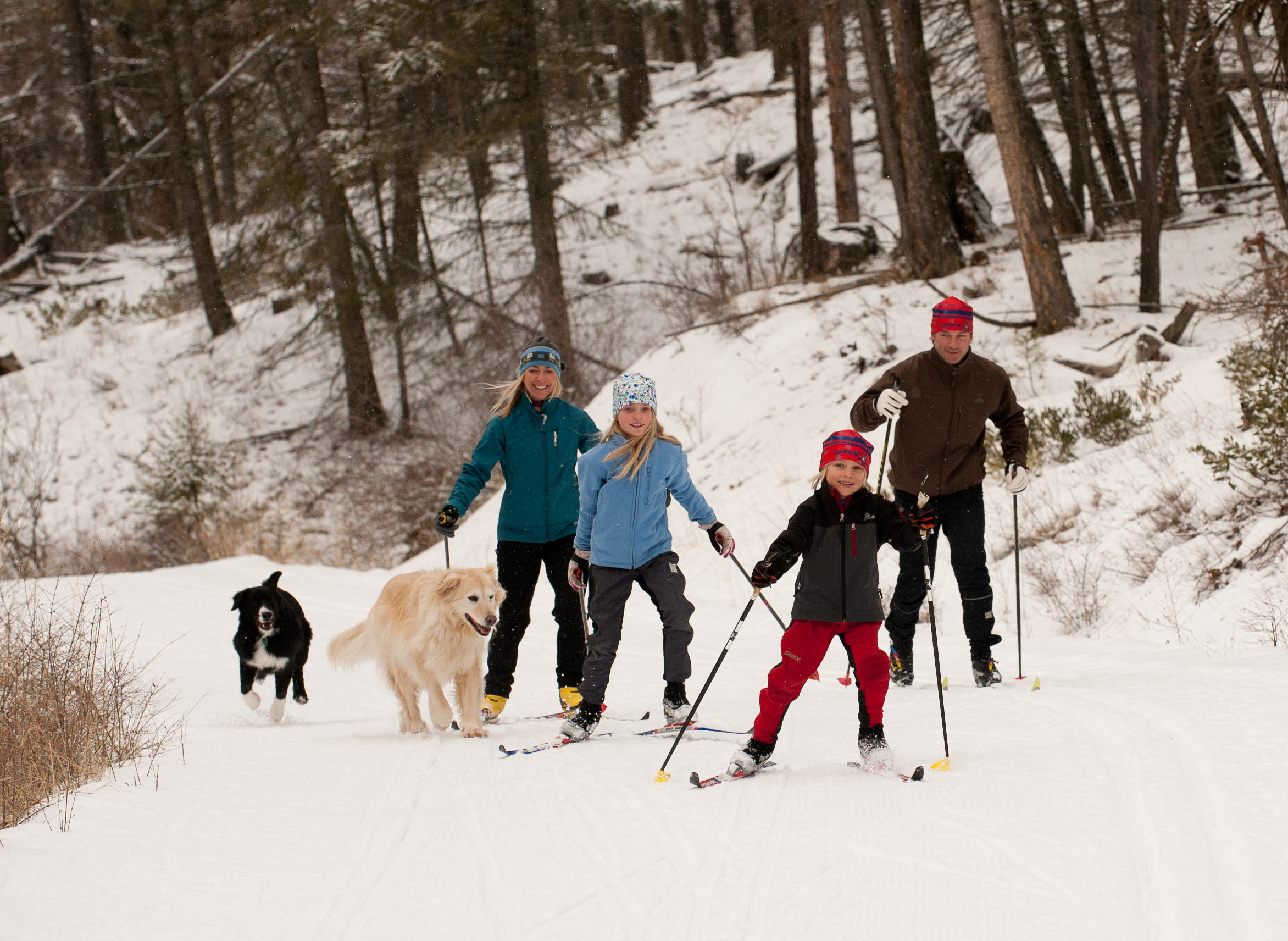 family cross-country skiing with dogs