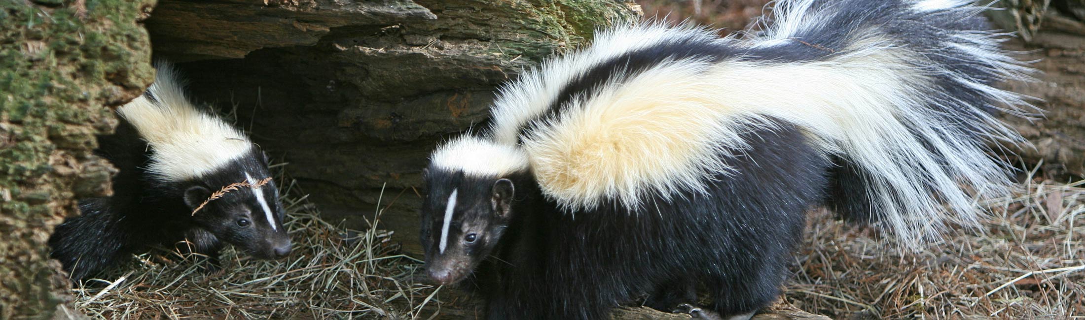 two skunks on ground