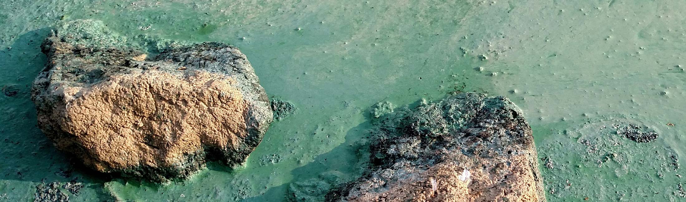 algal bloom on lake water surrounding rocks