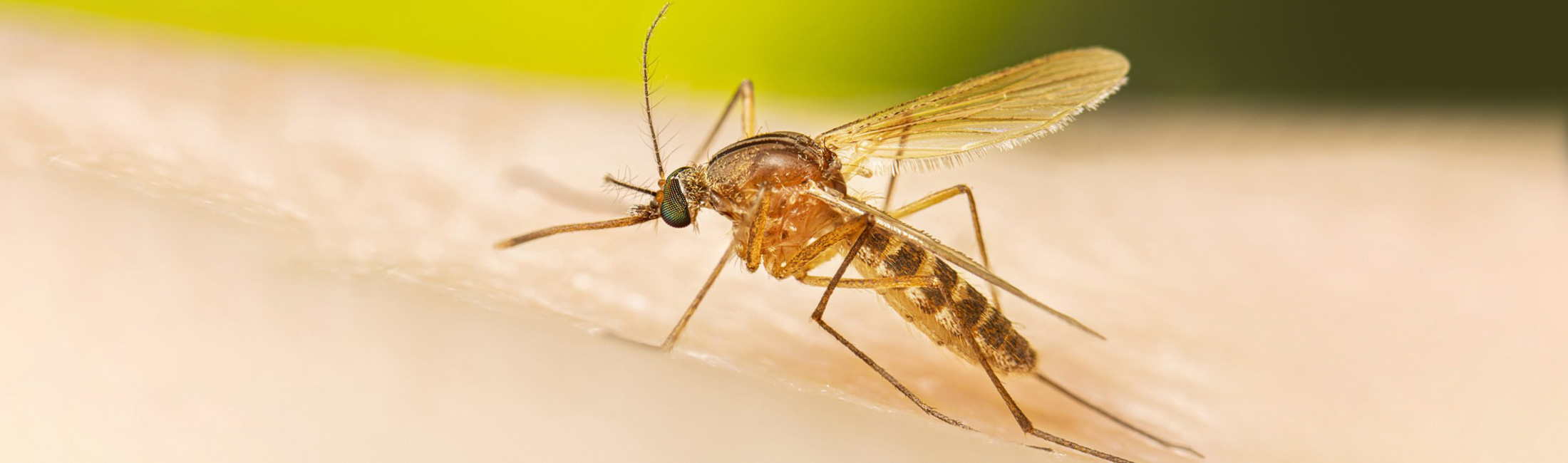 close up image of a mosquito