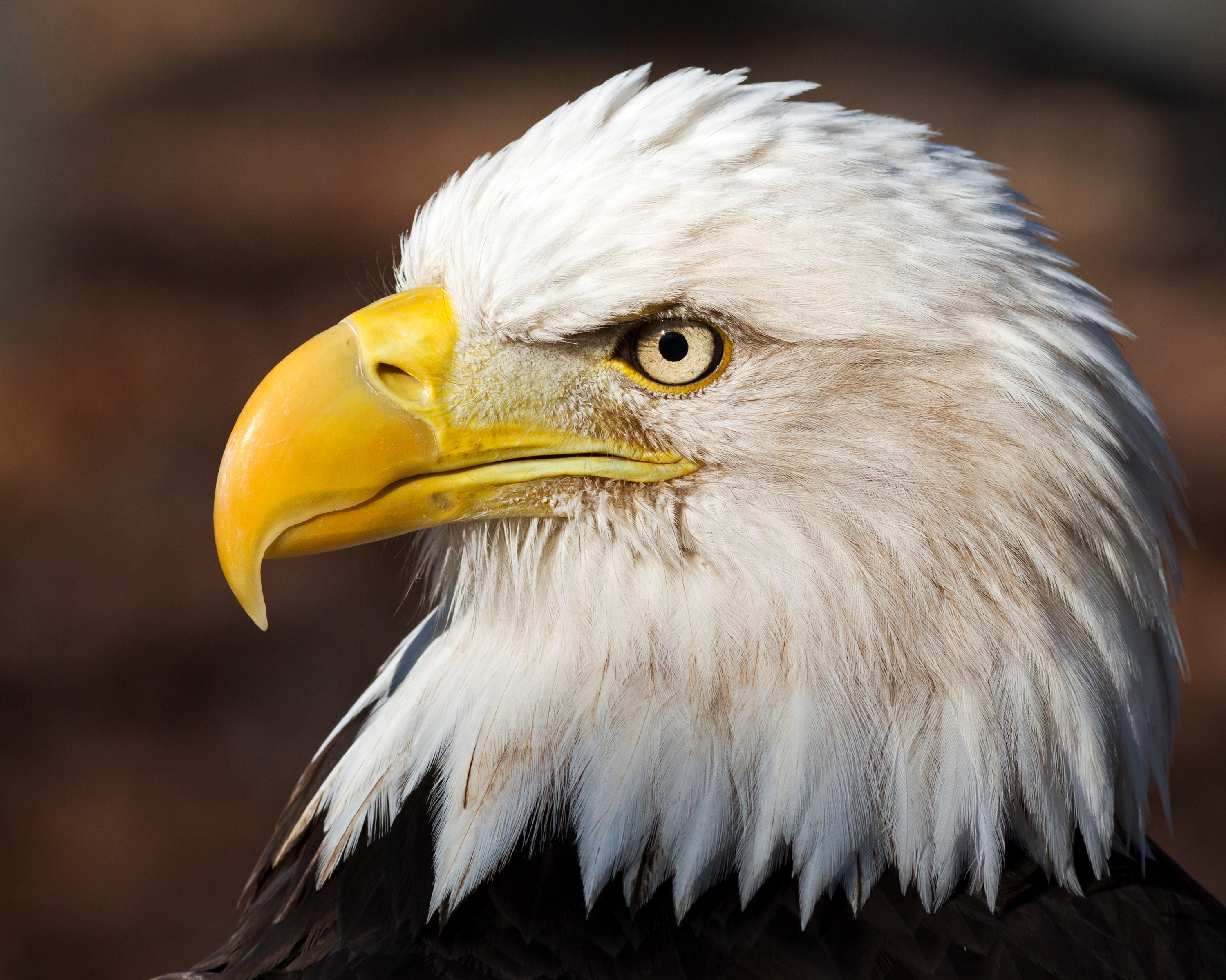 Close up portrait of a bald eagle