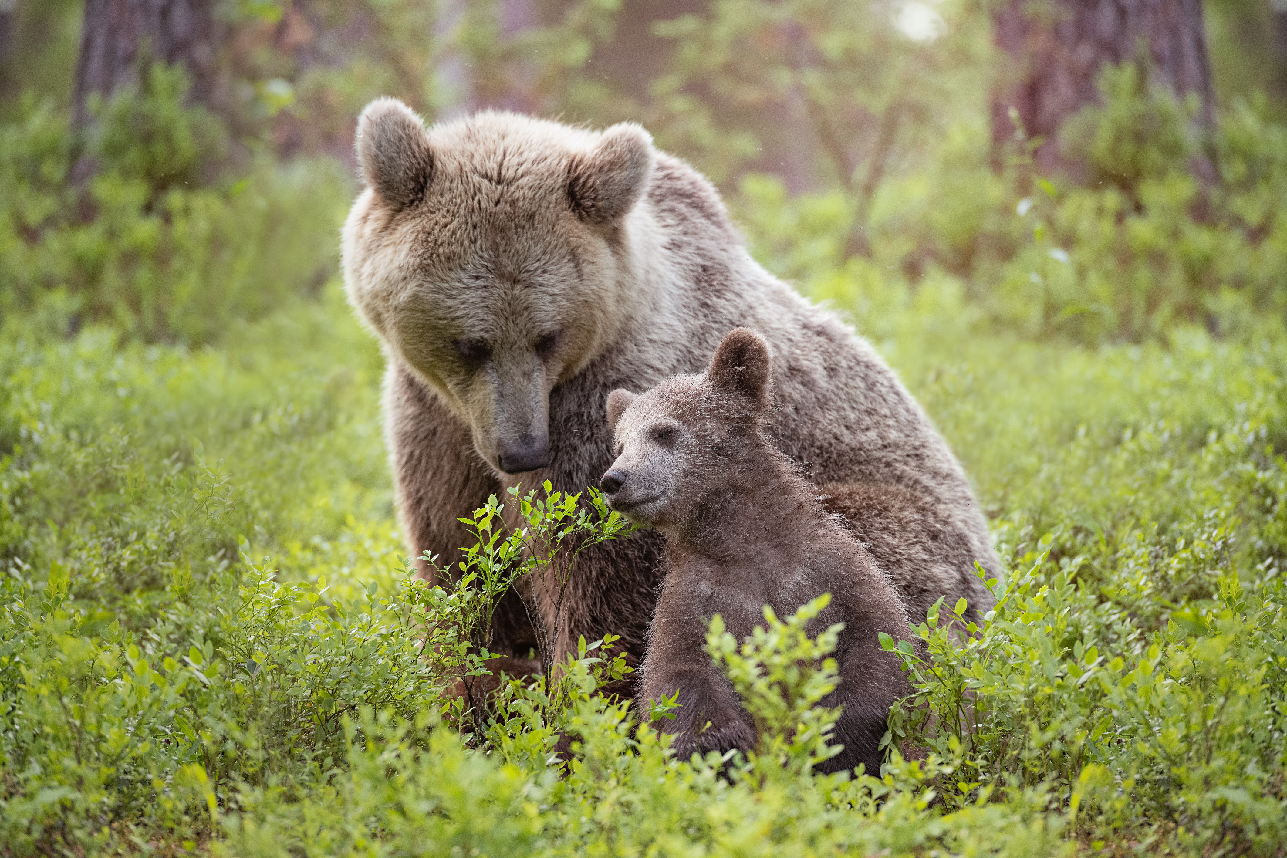 Bear cub leaning on its mother